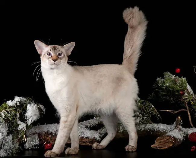 балинезийская кошка - умные породы котов