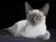внешний вид балинезийской кошки