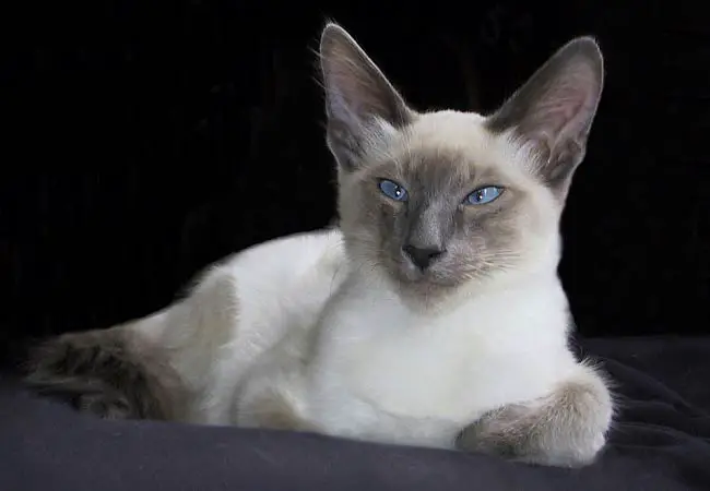 балийская кошка
