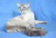 балинезийская кошка фото