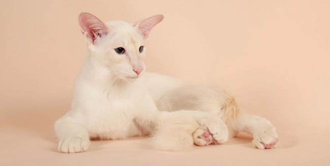 балинезийская кошка фото