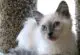 котенок балинезийской кошки