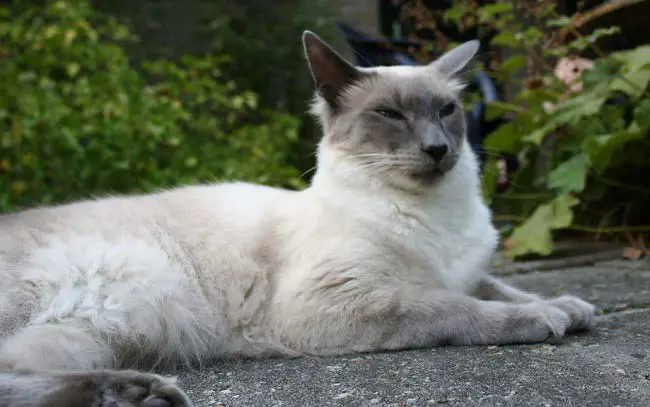 балинезийская кошка - гипоаллергенная порода