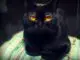 черная бомбейская кошка фото
