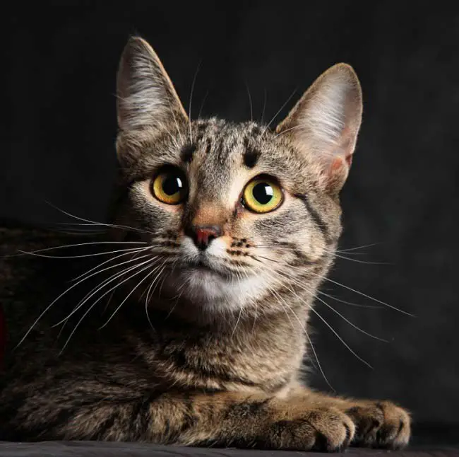калифорнийская сияющая кошка фото