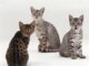 rarest cat breeds