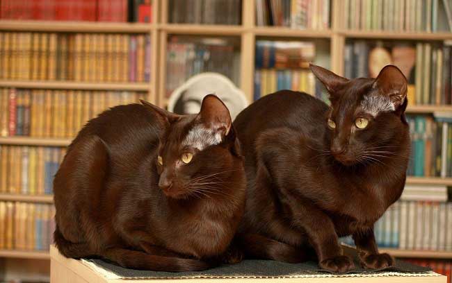 гавана - короткошерстная порода кошек