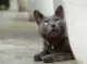 Korat - photos of cats and kittens of different breeds