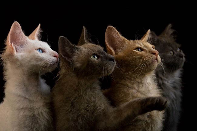лаперм - полудлинношерстные породы кошек