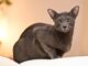 short haired cat breeds