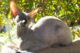 петерболд фото - гипоаллергенный кот