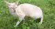 петербургский сфинкс фото - лысые породы кошек