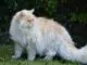 Cat Breeds That Don't Shed You Will Love