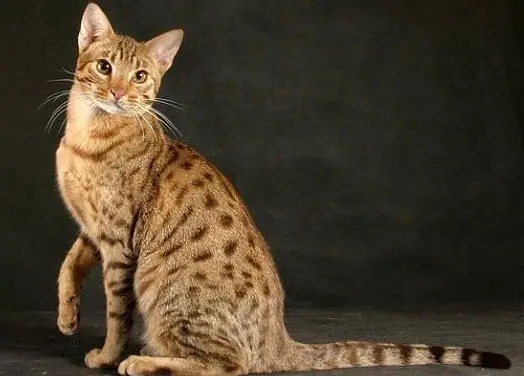 серенгети - редкая кошка