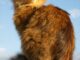 здоровье сомолийской кошки
