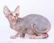 naked cat breeds