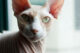 донской сфинкс - породы котов с фото