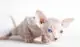 котенок донского сфинкса - лысая порода кошек