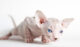 hairless cat breeds