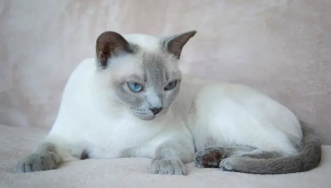 тонкинская кошка фото