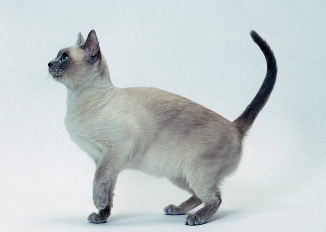 тонкинская кошка