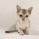 сингапурский котенок