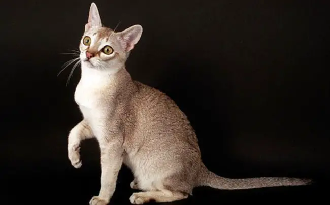 сингапурская кошка сколько стоит в москве