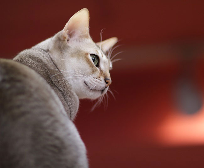 сингапурская кошка сколько стоит москва
