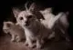 kittens of the Singapore cat breed photo
