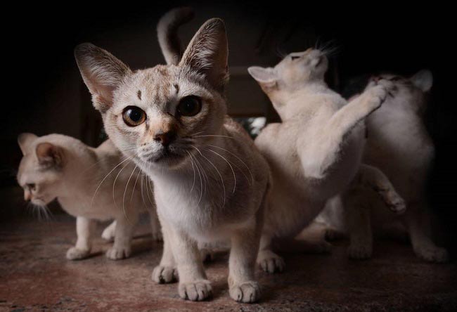 котята сингапурской породы кошек фото