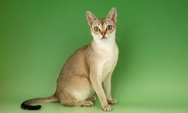 сингапурская кошка фото