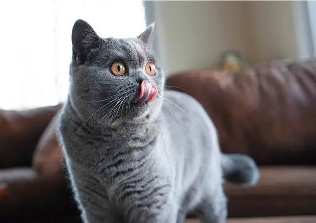 серый британский кот фото