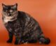 best cat breeds