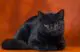 черная британская кошка фото