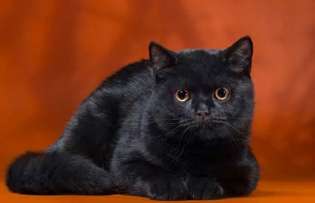 Черные кошки [фото + список пород]: суеверия, уход и особенности