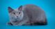голубая британская короткошерстная кошка фото