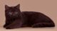 британский кот шоколадный окрас фото