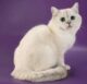 британская порода кошек кремовый окрас фото