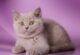 лиловый британский котенок фото