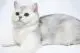 british cat chinchilla photo