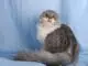 хайленд фолд шотландская вислоухая длинношерстная кошка