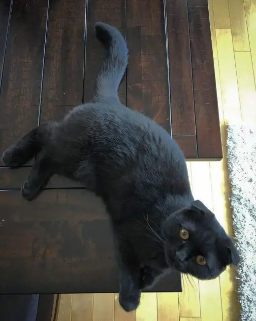 черная шотландская вислоухая кошка фото