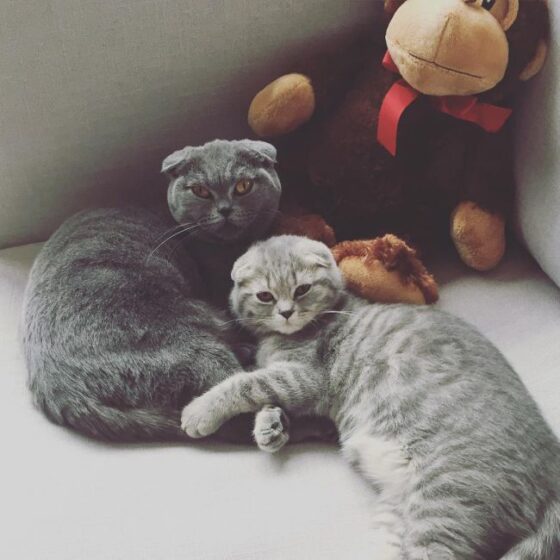 11 Cat Breeds With Bent Ears Murkote