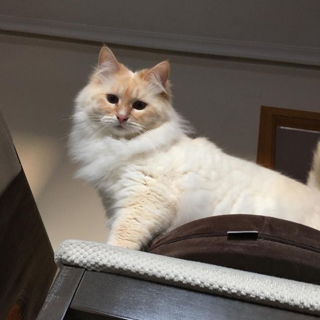 порода сибирский кот рыжий с белым фото