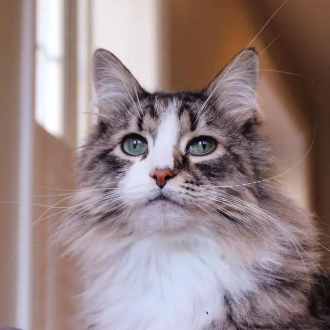 трехцветный сибирский кот характеристика породы