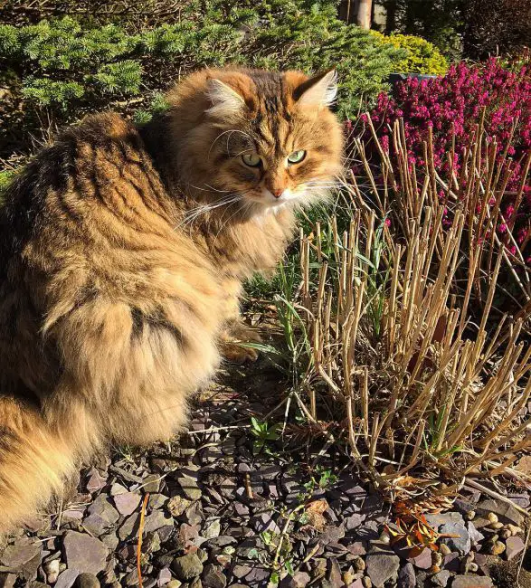 рыжий кот сибирской породы фото