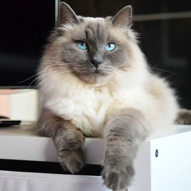 сибирский кот фото