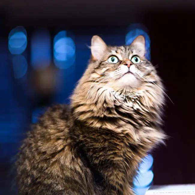 серая сибирская кошка фото