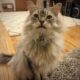 Siberian cat photo