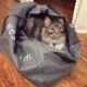 русская сибирская кошка в сумке